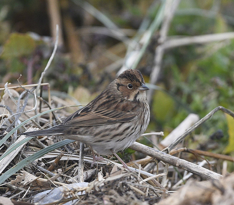 Little Bunting. Martin Standley.