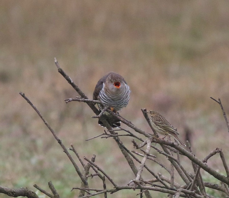 Cuckoo, female suffering the attentions of a Meadow Pipit! Adam Hutt.