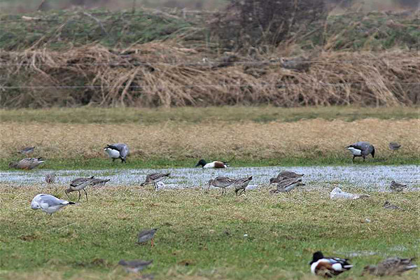 Black-tailed Godwits, Shoveler, Brent Geese, Redshanks and Common Gulls. Adam Hutt.