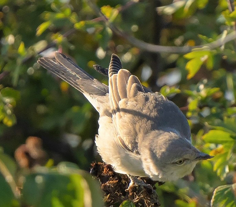 Barred warbler. Andy Hall.