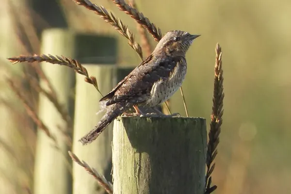 Wryneck - Andy Hill.