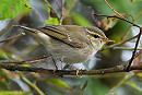 Arctic Warbler. Thomas Willoughby.