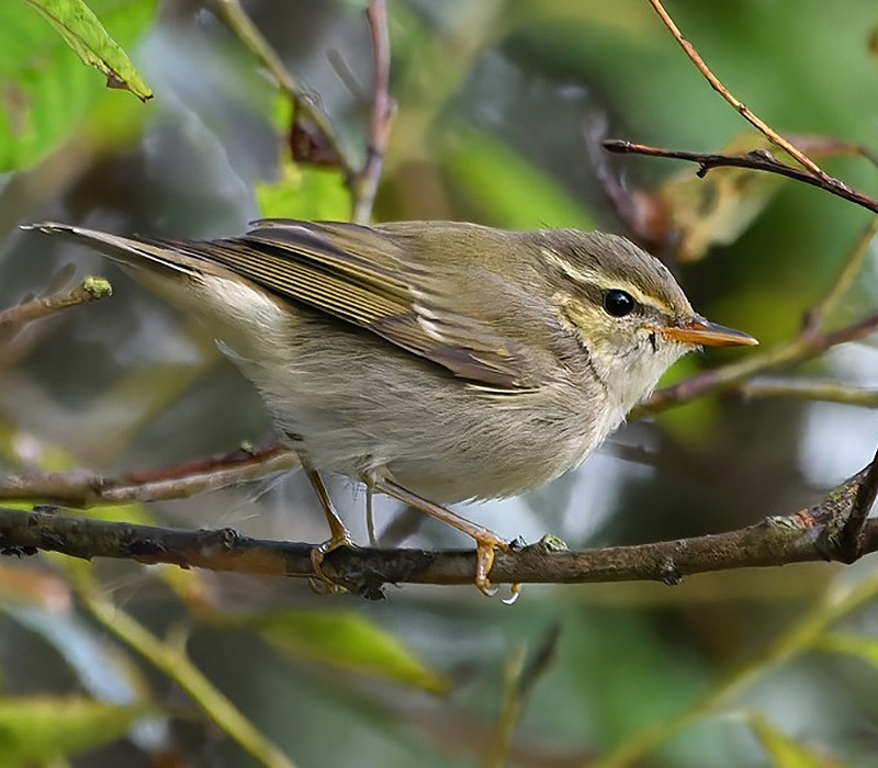 Arctic Warbler. Thomas Willoughby.