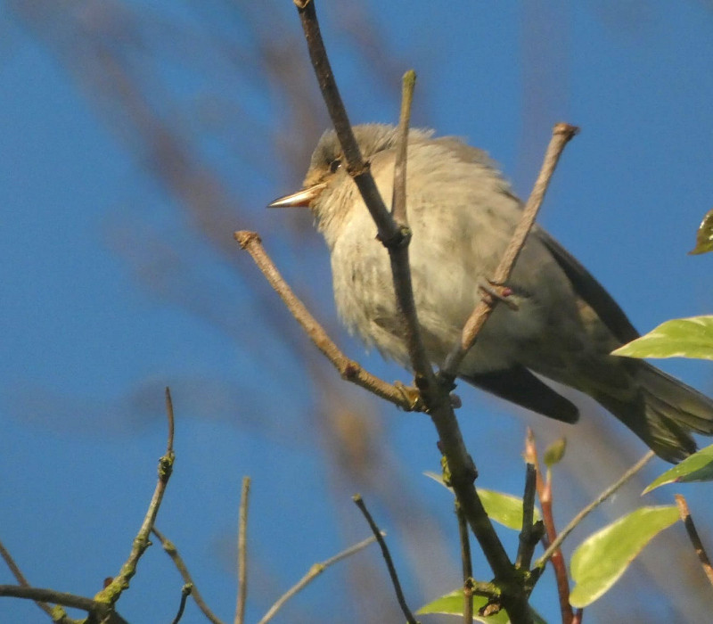 Barred Warbler - Andy Bunting