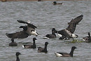 Pale-bellied Brent with Brant or hybrid. Steve Clipperton.