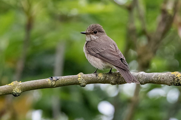 Spotted Flycatcher. Bethan Clyne.