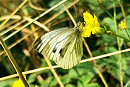 Green-veined White. Bethany McGuire.