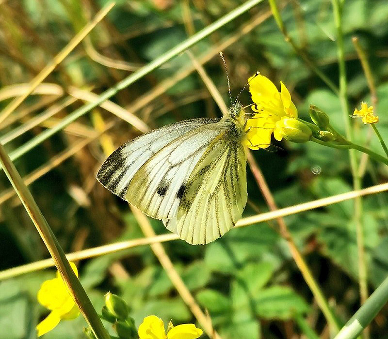 Green-veined White. Bethany McGuire.