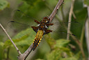Broad-bodied Chaser - Harry Appleyard