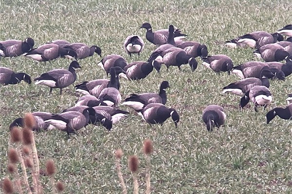 Black Brants and hybrid among the Brent flock. Colin Bushell.