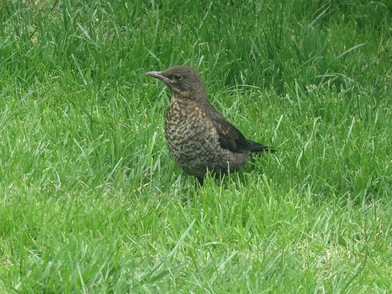 Blackbird. Colin Bushell. One of the first out the nest juveniles seen.