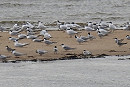 Black Terns among Sandwich and Common Terns. Colin Bushell.