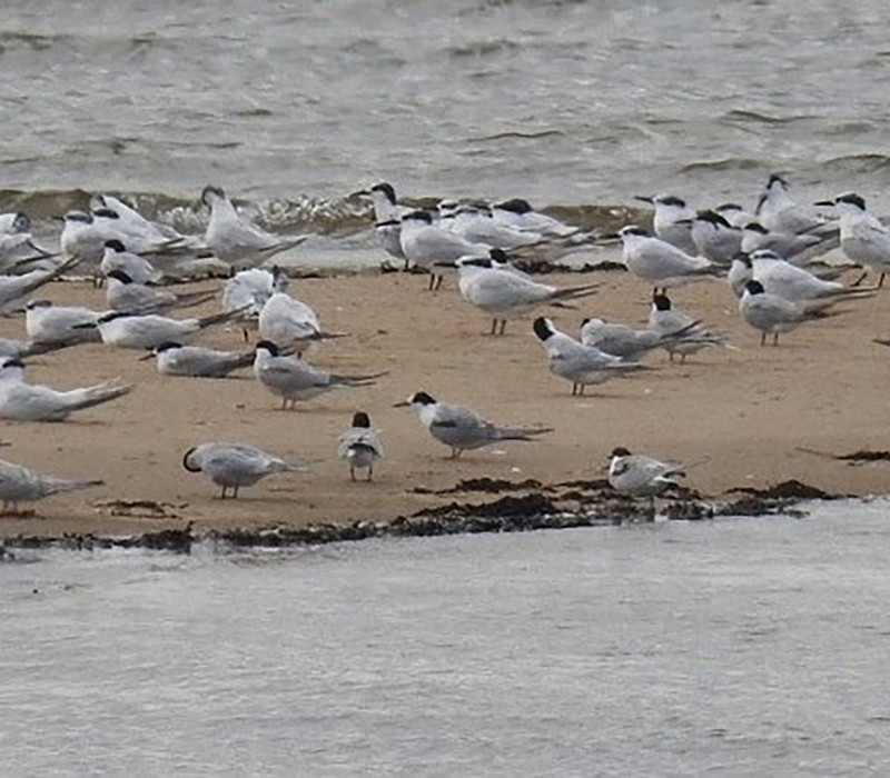 Black Terns among Sandwich and Common Terns. Colin Bushell.