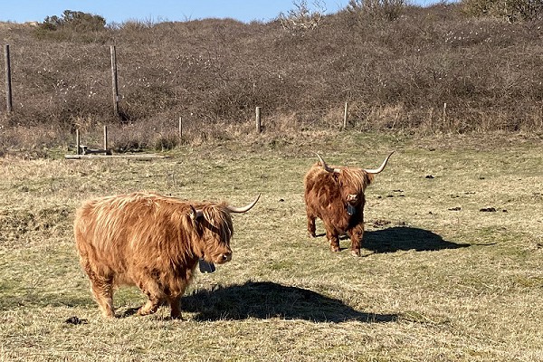 Highland Cows in the 'sheepfield'. Colin Bushell.