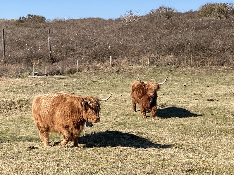 Highland Cows in the 'sheepfield'. Colin Bushell.
