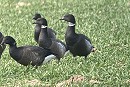 (left to right) Dark-bellied Brent, hybrid Brant and Black Brant. Colin