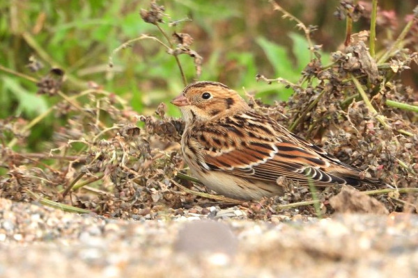 Lapland Bunting - Charlotte Foote.