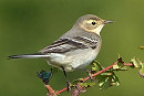 Citrine Wagtail. John Cooper. The new bird was first seen along the canal before joining the other by the riverside.
