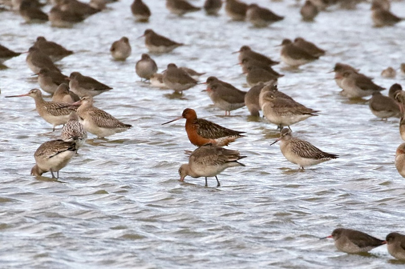 Black-tailed and Bar-tailed Godwits at Kilnsea wetlands. Denise Shields.