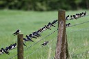 Swallows and Sand Martins. Denise Shields.