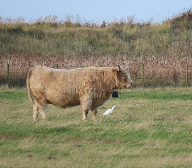 Cattle Egret with Highland Cow. Duerden Cormack.