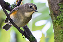 Red-flanked Bluetail. Thomas Willoughby.