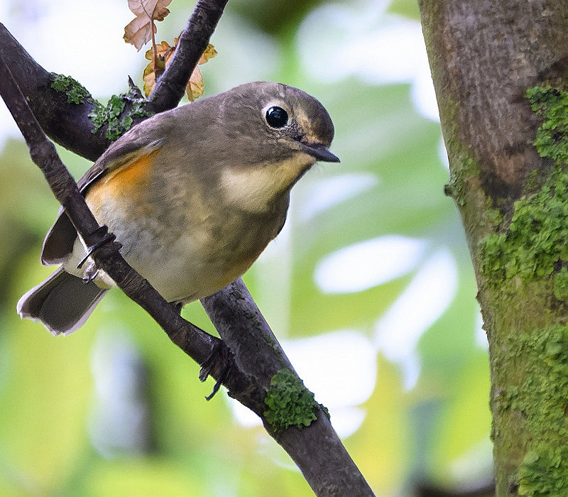 Red-flanked Bluetail. Thomas Willoughby.