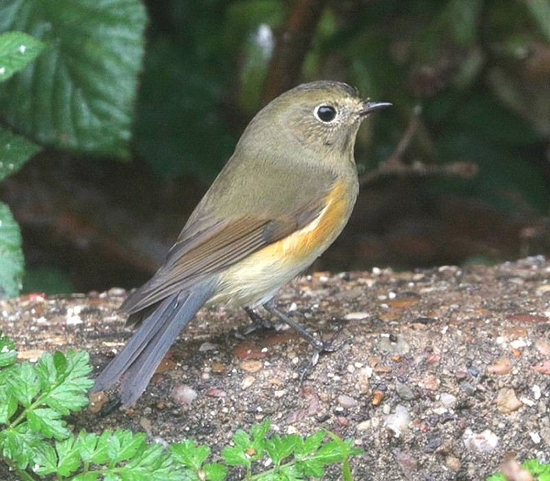 Red-flanked Bluetail. Tony Broom.