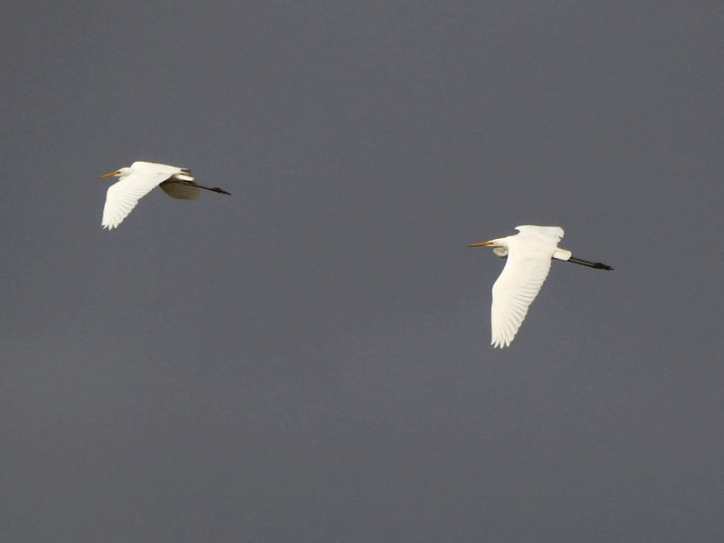 Great White Egrets - Harry Appleyard.