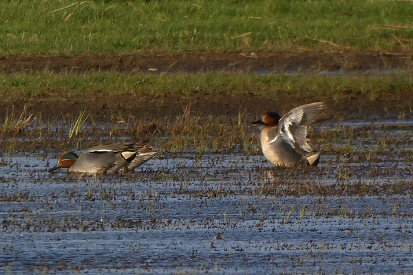 Green-winged Teal with Teal - Harry Appleyard.