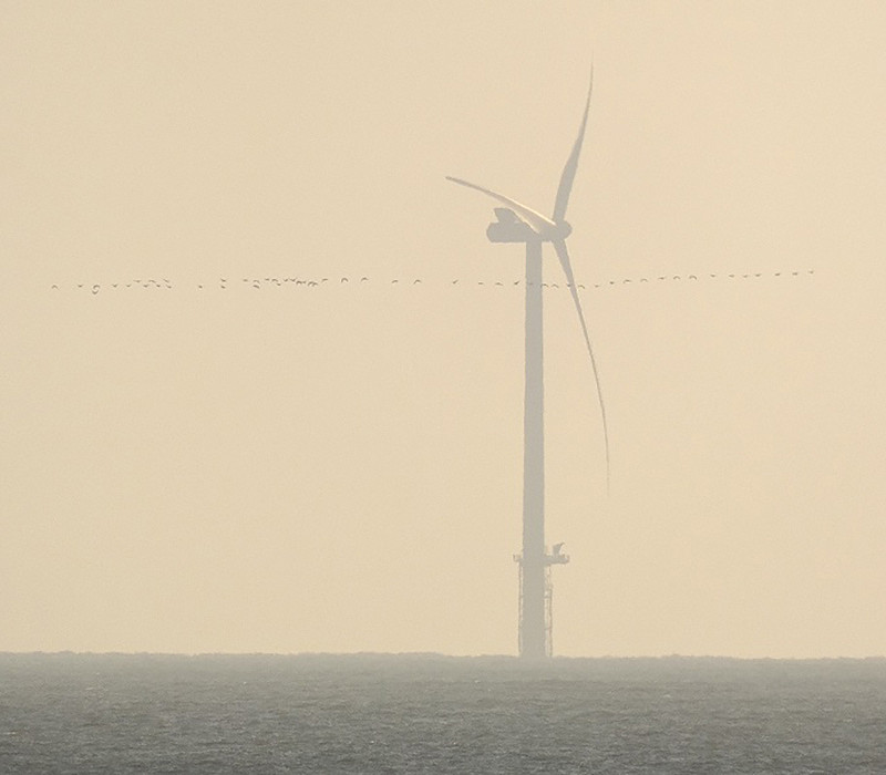Pink-footed Geese and wind turbine. Harry Appleyard.
