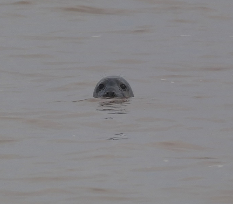 Grey Seal. Harry Appleyard.