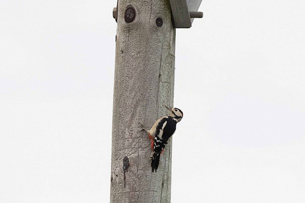 Great Spotted Woodpecker. John Hewitt.