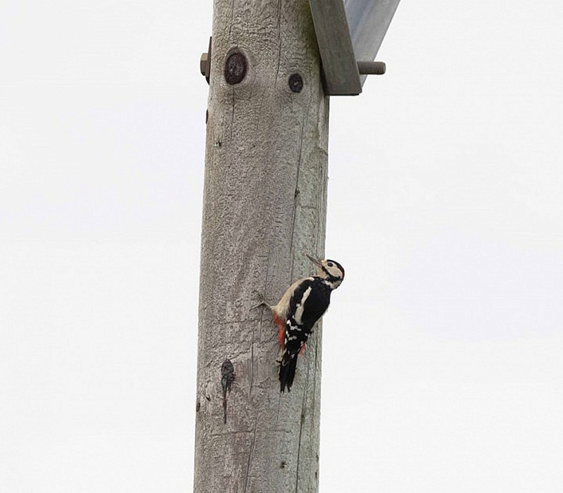 Great Spotted Woodpecker. John Hewitt.