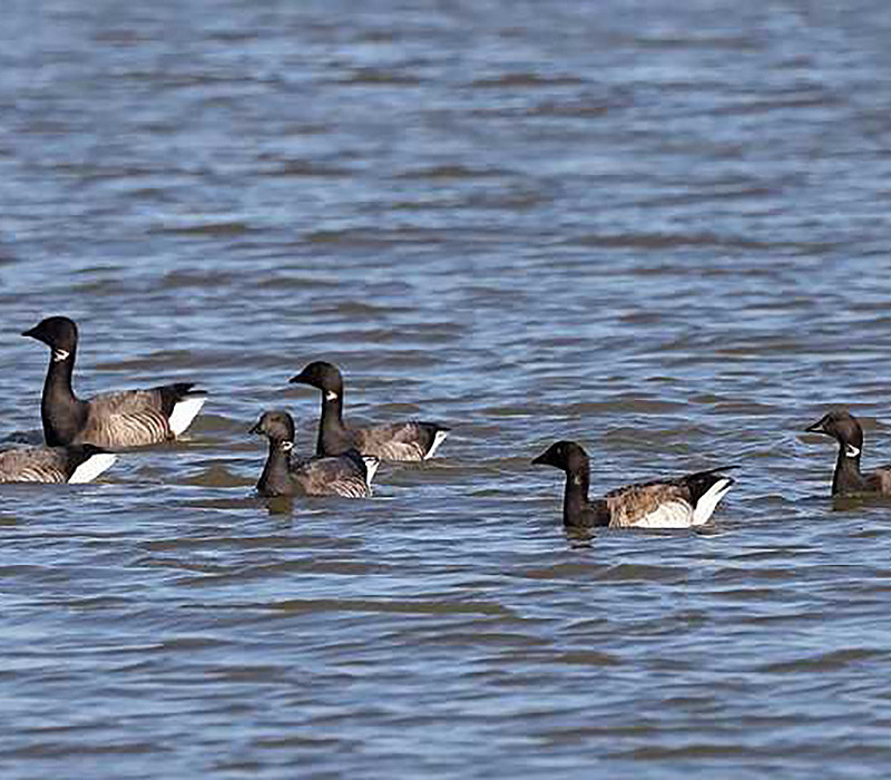 Pale-bellied Brent Goose with Brents. John Hewitt.