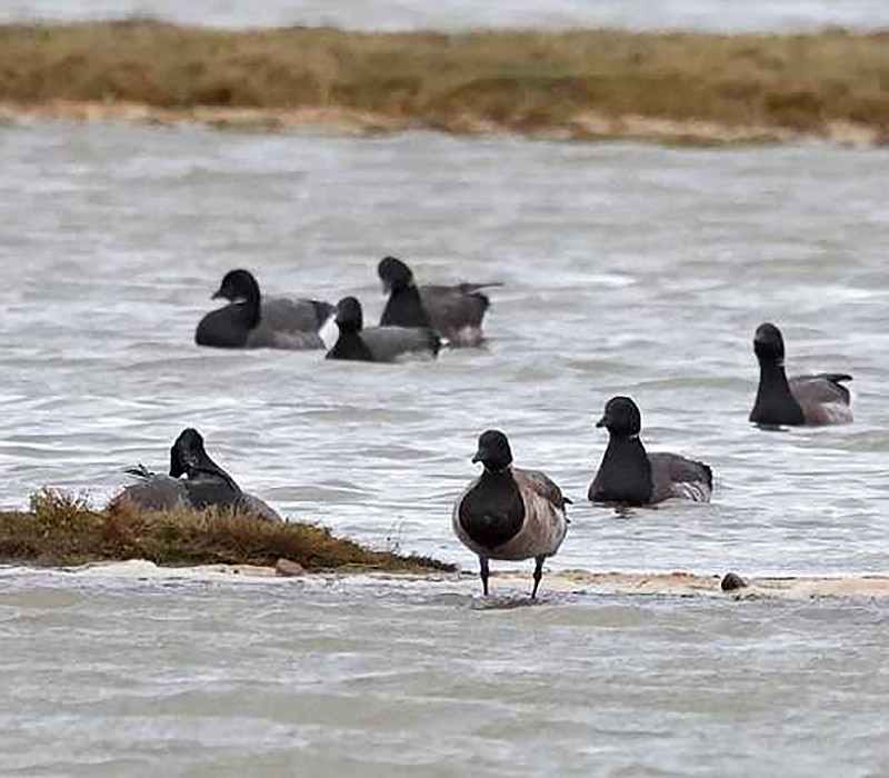 Pale-bellied Brent with Brents. John Hewitt.