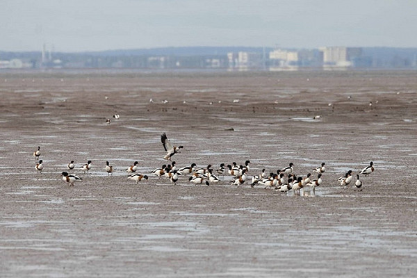 Shelducks on the Humber. John Hewitt. Big number shave been present on the Humber recently.