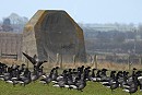 Brent Geese plus hybrid Brant in front of one of Spurns famous landmarks, the Listening dish. Hazel Wiseman.