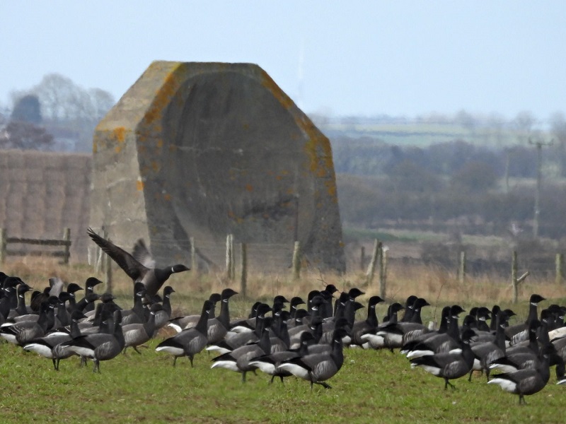 Brent Geese plus hybrid Brant in front of one of Spurns famous landmarks, the Listening dish. Hazel Wiseman.