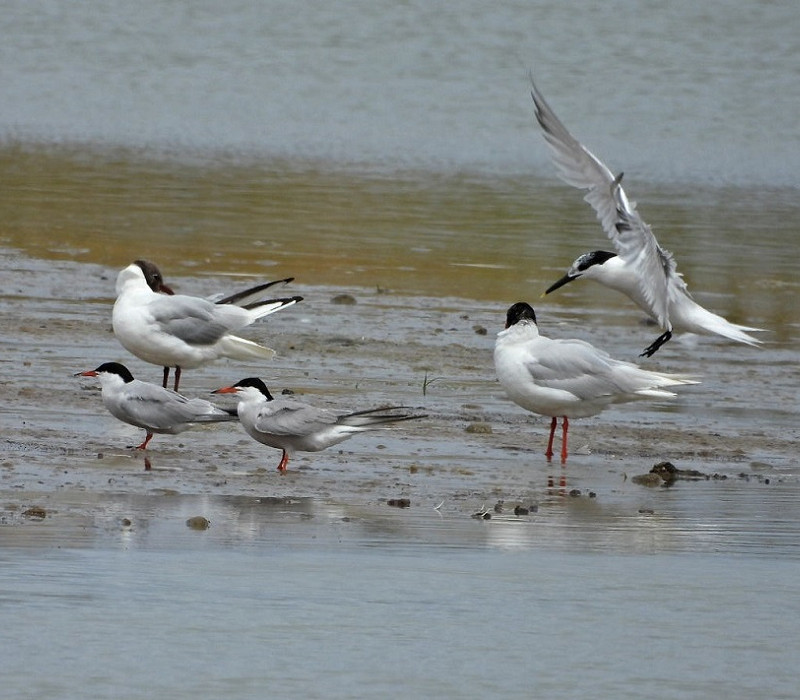 Common and Sandwich Tern, Mediterranean and Black-headed Gull - Hazel Wiseman.