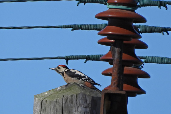 Great Spotted Woodpecker. Hazel Wiseman.
