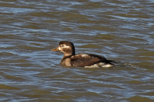 Long-tailed Duck - Hazel Wiseman.