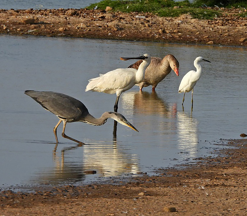 Grey Heron, Spoonbill, Greylag Goose and Little Egret on KIlnsea wetlands. Hazel Wiseman.