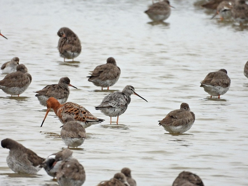 Spotted Redshank and Black-tailed Godwit with Redshank. Hazel Wiseman.