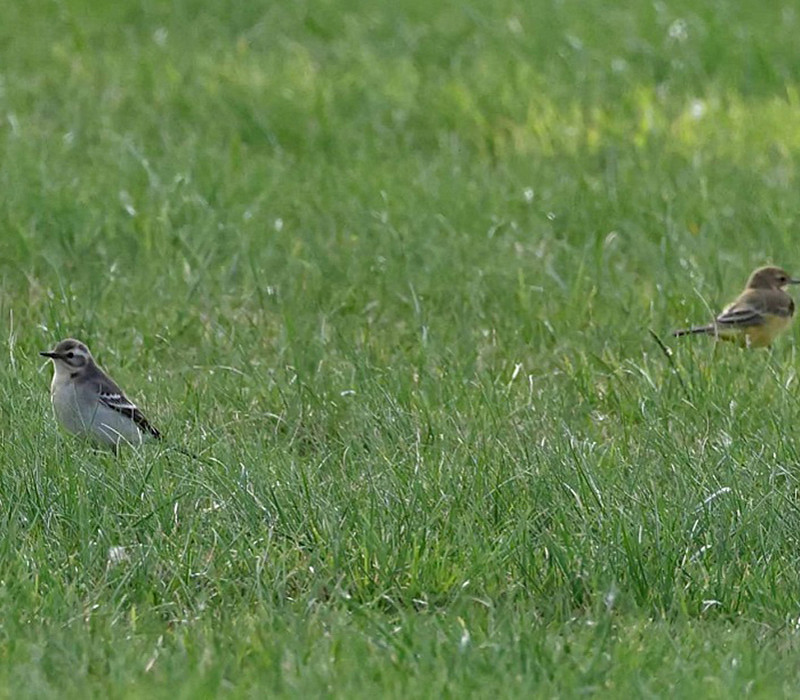 Citrine Wagtail with Yellow Wagtail (right). John Hewitt.