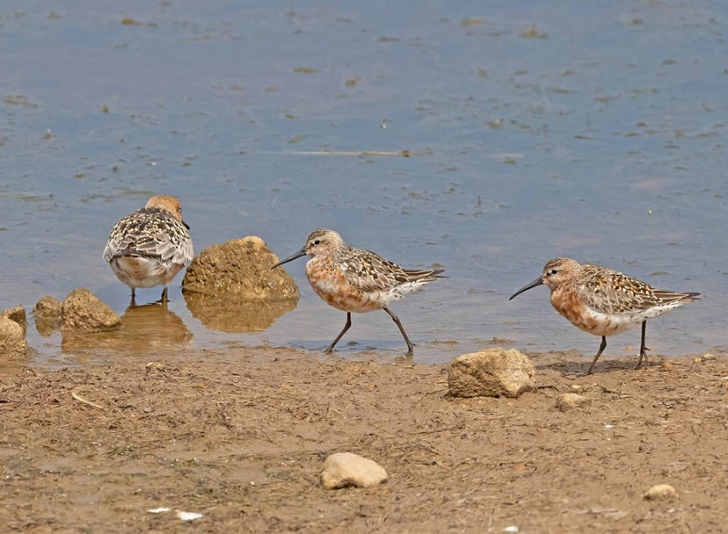 Curlew Sandpipers and Knot - John Hewitt.