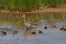 Gadwall and brood. John Hewitt. Not that many years ago Gadwall was a notable spring visitor to Spurn.
