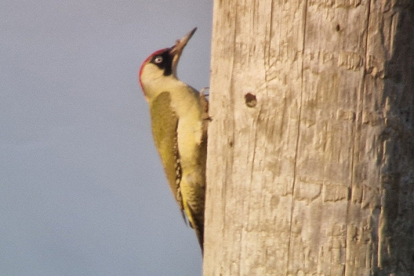Green Woodpecker. Jonny Holliday.