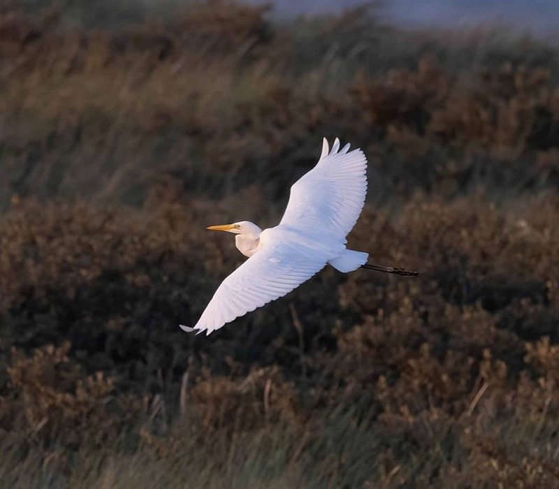 Great White Egret - John Hewitt.