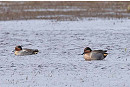 Drake Green-winged Teal (right) - John Hewitt.  The last time 2 Green-winged Teals were present on long bank was in April 2008 when they were the first records for Spurn.